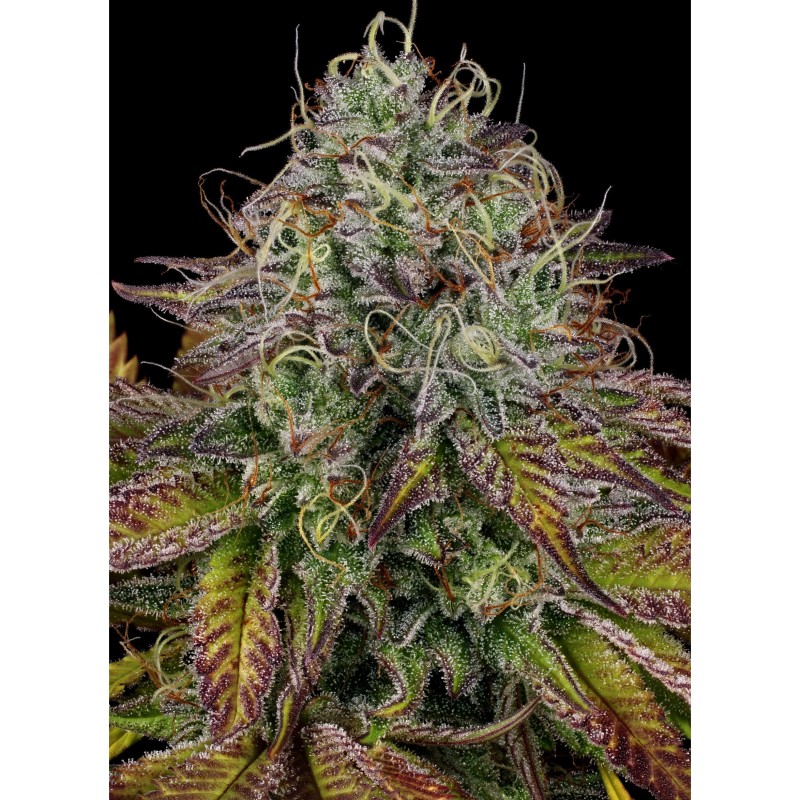 APRICOT CANDY · Paradise Seeds · kenevir tohum · Disi · Fem