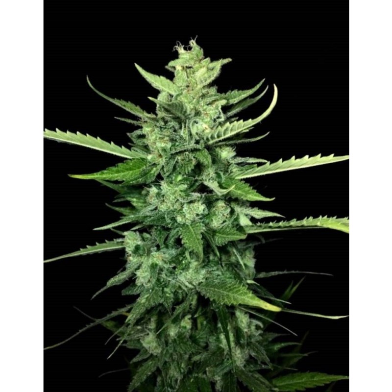 AUTO KONG 4 · Paradise Seeds · kenevir tohum · Disi · AutoFem