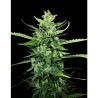 AUTO KONG 4 · Paradise Seeds · cannabis seeds · AutoFem