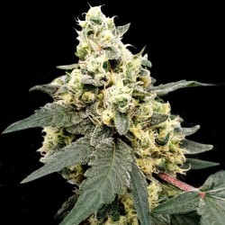 AUTO LEMONADE · Paradise...