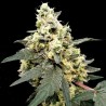 AUTO LEMONADE · Paradise Seeds · kenevir tohum · Disi · AutoFem