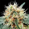 AUTO STROMBOLI · Paradise Seeds · kenevir tohum · Disi · AutoFem