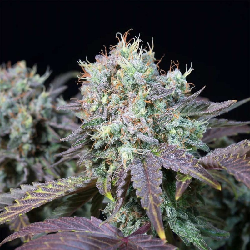 BLUE GEM · Paradise Seeds · kenevir tohum · Disi · Fem