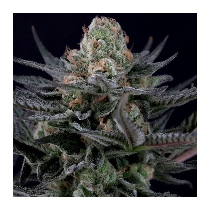 CARAMBA · Paradise Seeds · kenevir tohum · Disi · Fem