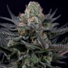 CARAMBA · Paradise Seeds · kenevir tohum · Disi · Fem