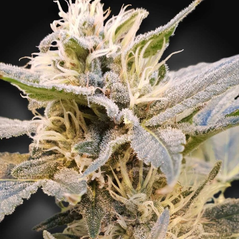CBDELIGHT · Paradise Seeds · kenevir tohum · Disi · Fem