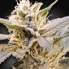CBDELIGHT · Paradise Seeds · kenevir tohum · Disi · Fem