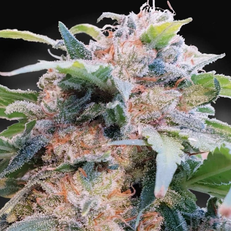 CBDREAM · Paradise Seeds · kenevir tohum · Disi · Fem
