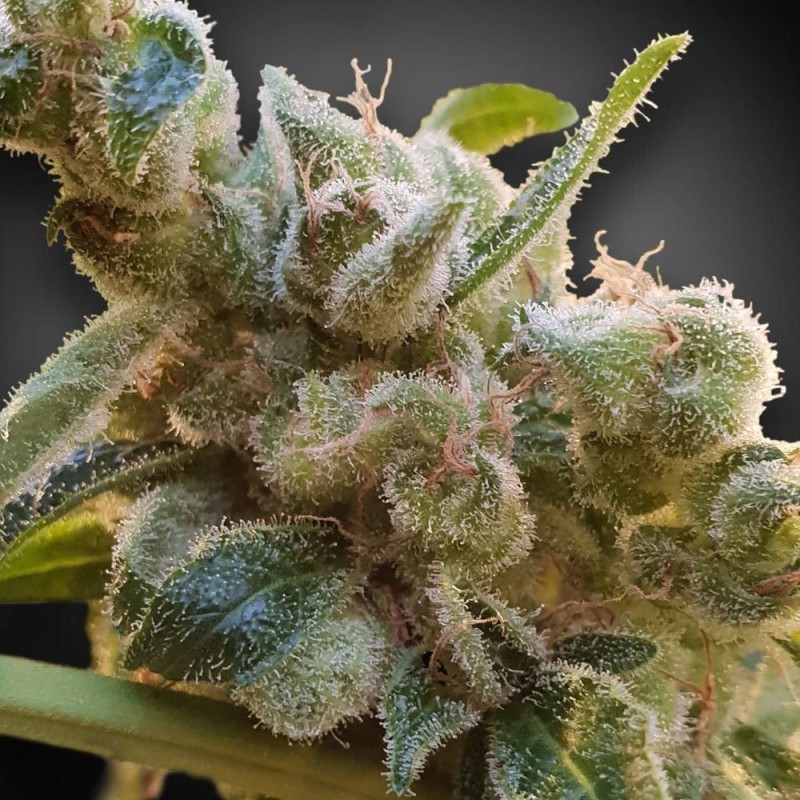 CBDRELAX · Paradise Seeds · kenevir tohum · Disi · Fem