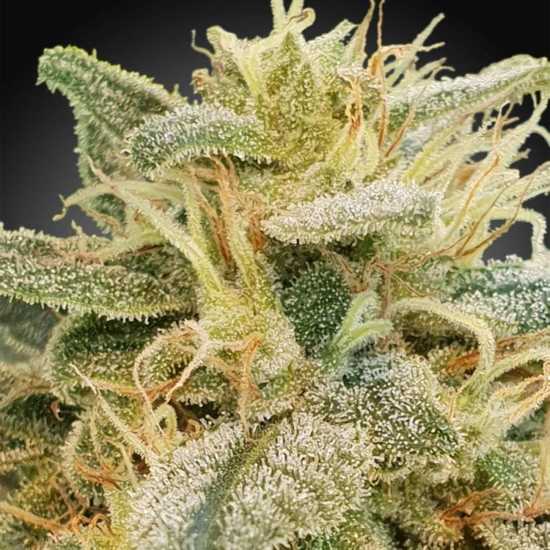 CBDRELIEF · Paradise Seeds · kenevir tohum · Disi · Fem