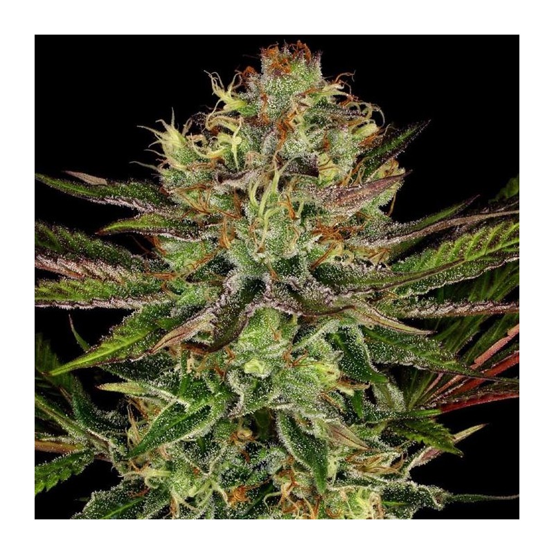 CHOCOLATE WAFFLEZ · Paradise Seeds · kenevir tohum · Disi · Fem