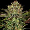 CHOCOLATE WAFFLEZ · Paradise Seeds · kenevir tohum · Disi · Fem