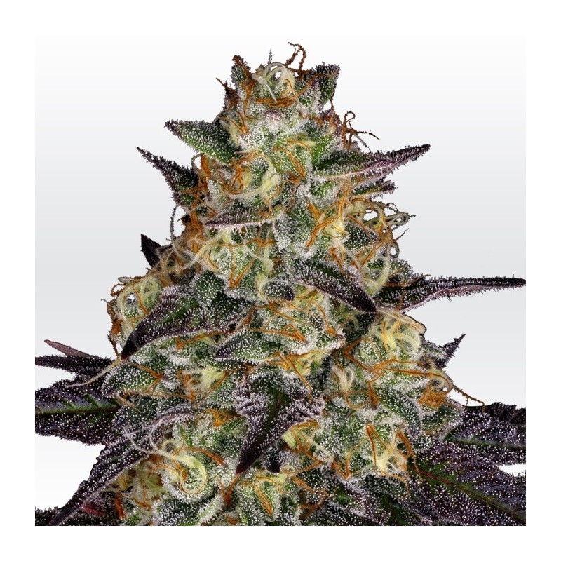 EL DORADO OG · Paradise Seeds · kenevir tohum · Disi · Fem
