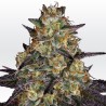 EL DORADO OG · Paradise Seeds · kenevir tohum · Disi · Fem