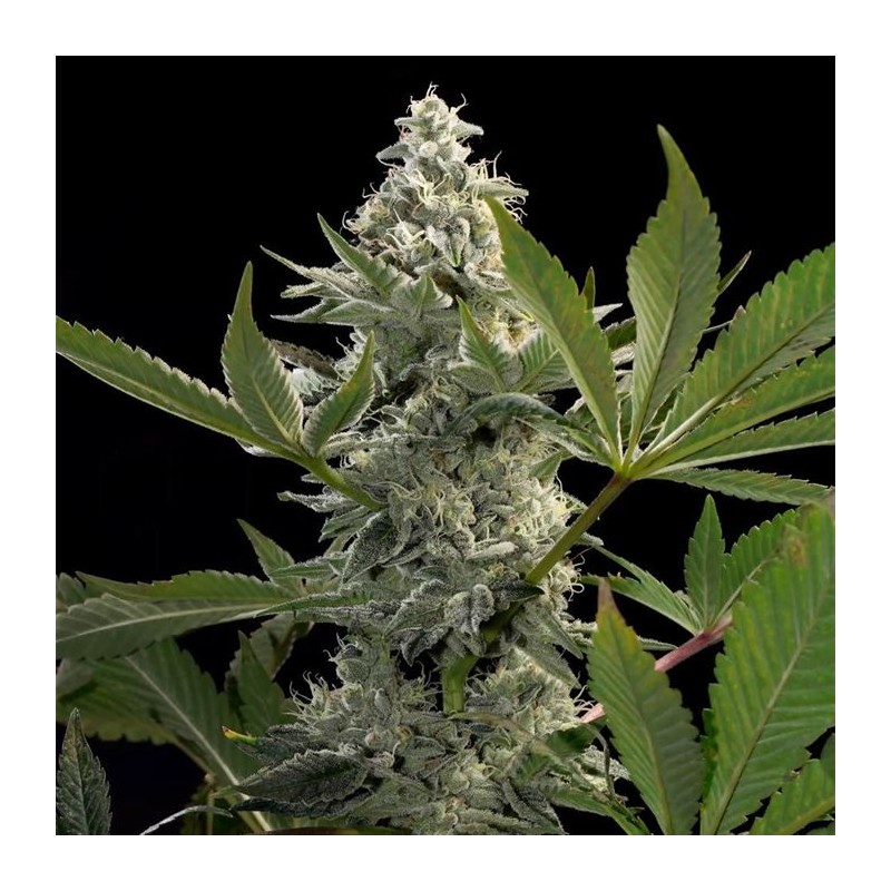 GLOWSTARZ · Paradise Seeds · cannabis seeds · Fem