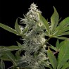 GLOWSTARZ · Paradise Seeds · kenevir tohum · Disi · Fem