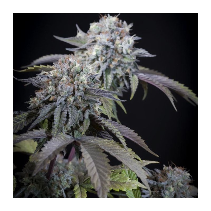 GULUPA · Paradise Seeds · kenevir tohum · Disi · Fem