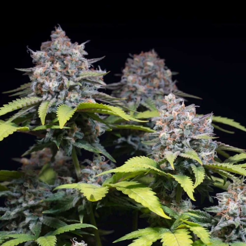 HIGHWAY 66 · Paradise Seeds · kenevir tohum · Disi · Fem