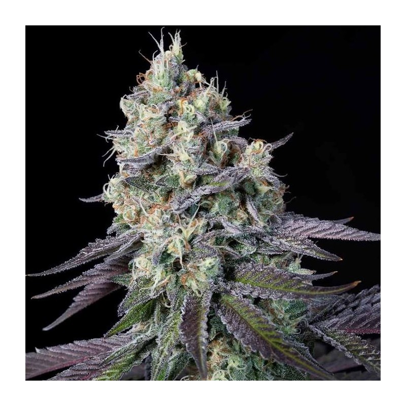 PURPLE MINTS · Paradise Seeds · kenevir tohum · Disi · Fem