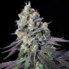 PURPLE MINTS · Paradise Seeds · kenevir tohum · Disi · Fem