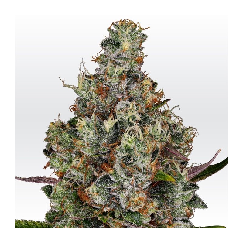 RAINBOW ROAD · Paradise Seeds · kenevir tohum · Disi · Fem