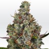 RAINBOW ROAD · Paradise Seeds · kenevir tohum · Disi · Fem