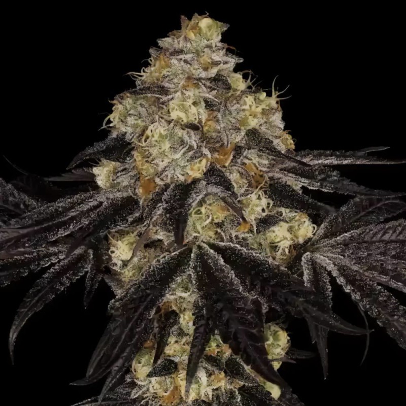 SUNSET PARADISE · Paradise Seeds · kenevir tohum · Disi · Fem