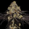 SUNSET PARADISE · Paradise Seeds · kenevir tohum · Disi · Fem