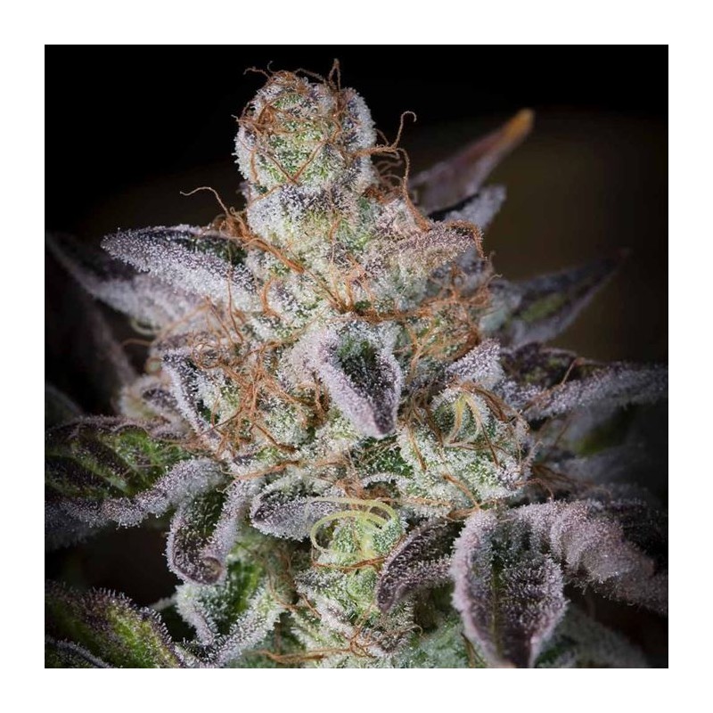 SWEETOPIA · Paradise Seeds · kenevir tohum · Disi · Fem