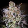 SWEETOPIA · Paradise Seeds · kenevir tohum · Disi · Fem