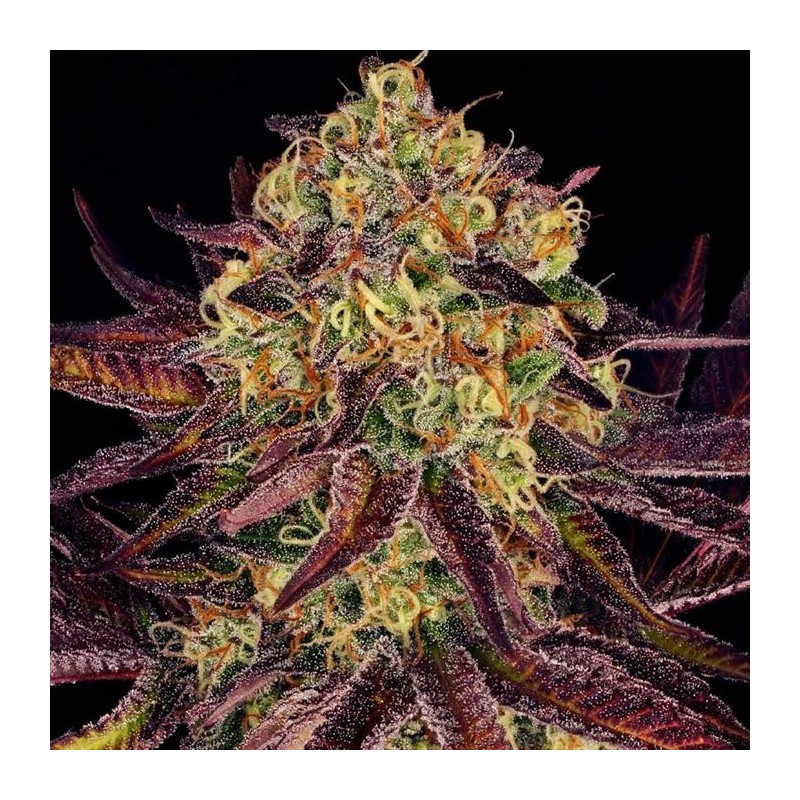 TANGERINE SORBET · Paradise Seeds · kenevir tohum · Disi · Fem