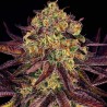 TANGERINE SORBET · Paradise Seeds · kenevir tohum · Disi · Fem