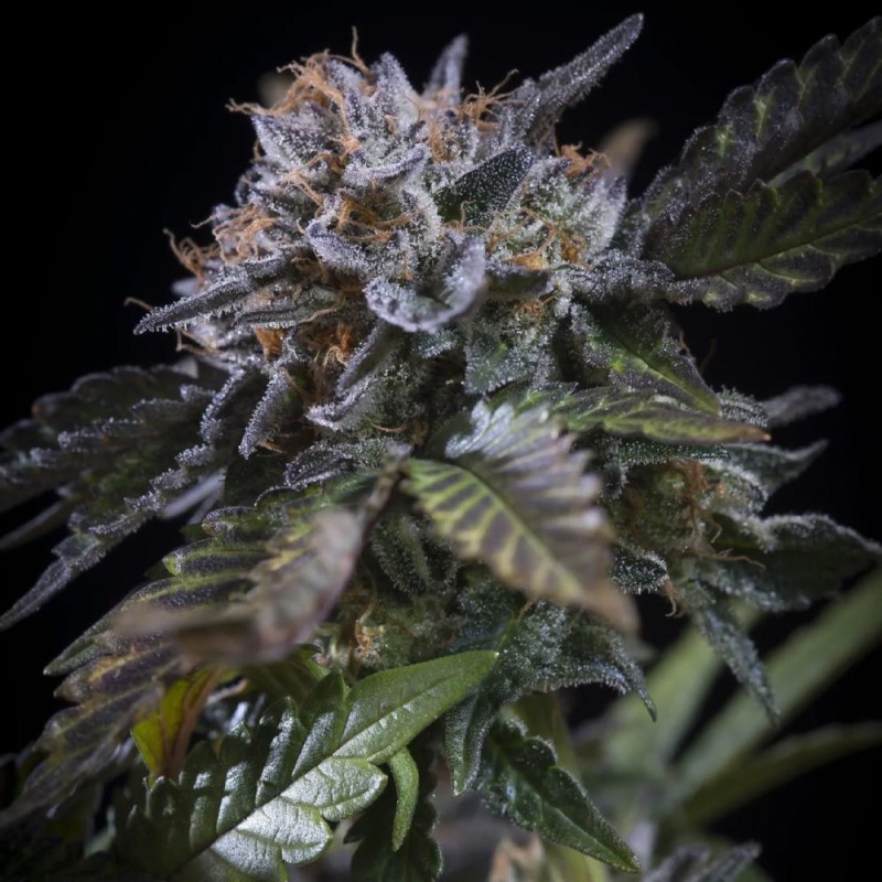 WHITE NOISE · Paradise Seeds · kenevir tohum · Disi · Fem