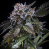 WHITE NOISE · Paradise Seeds · kenevir tohum · Disi · Fem