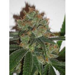 BUBBLICIOUS · Resin Seeds ·...