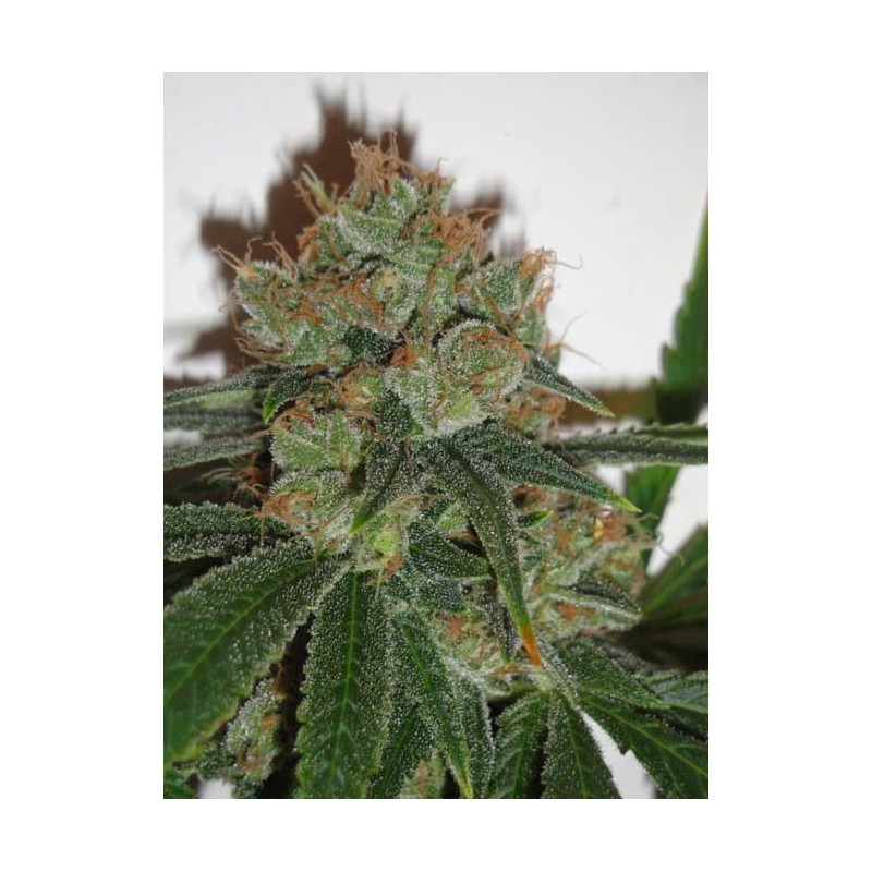 BUBBLICIOUS · Resin Seeds · kenevir tohumu · Disi · Fem