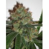 BUBBLICIOUS · Resin Seeds · kenevir tohumu · Disi · Fem