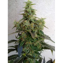 DIESELTONIC · Resin Seeds ·...