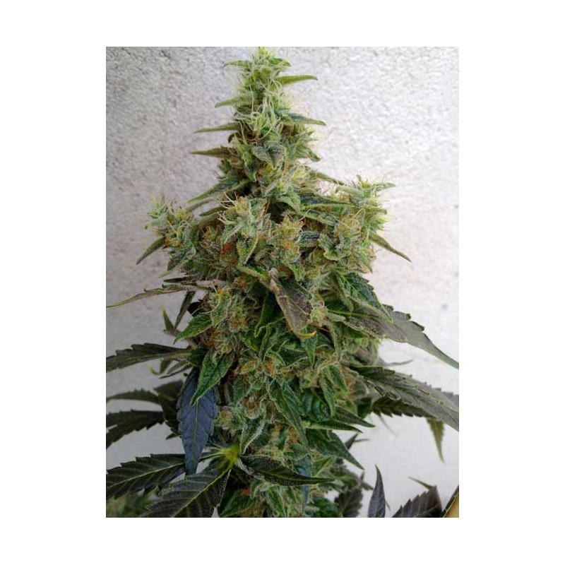 DIESELTONIC · Resin Seeds · kenevir tohumu · Disi · Fem