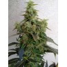 DIESELTONIC · Resin Seeds · cannabis seeds · Fem