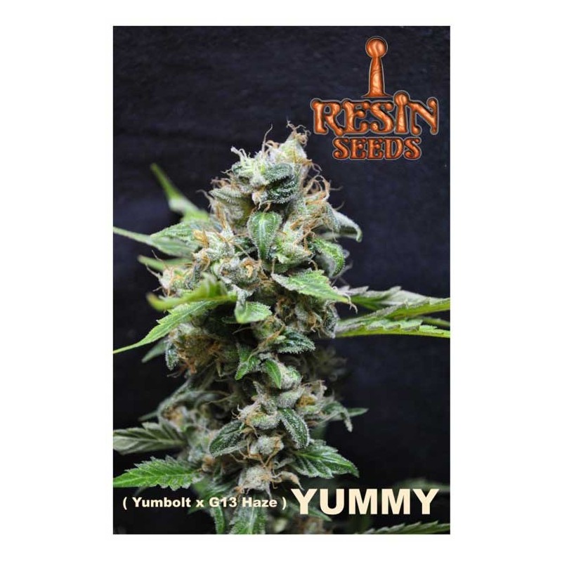 YUMMY · Resin Seeds · kenevir tohumu · Disi · Fem