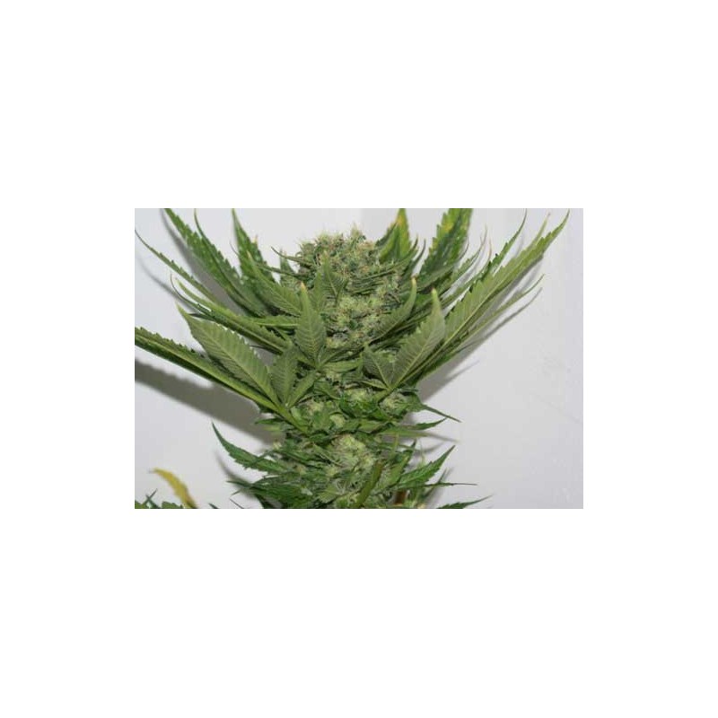 SOUR P · Resin Seeds · kenevir tohumu · Disi · Fem