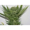 SOUR P · Resin Seeds · kenevir tohumu · Disi · Fem