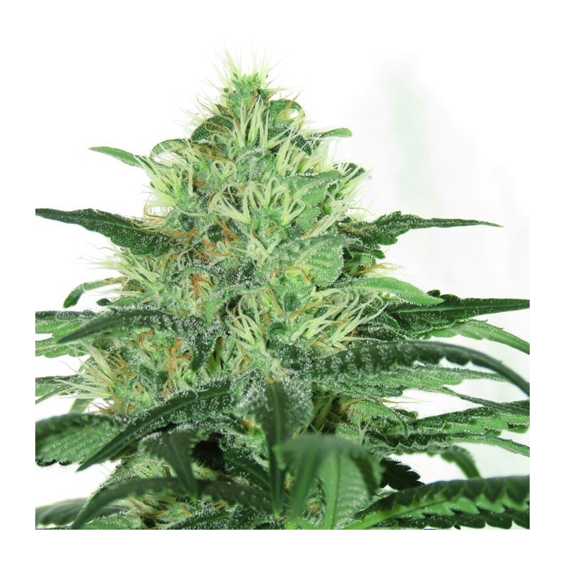 SIDERAL · Ripper Seeds · kenevir tohum · Disi · Fem