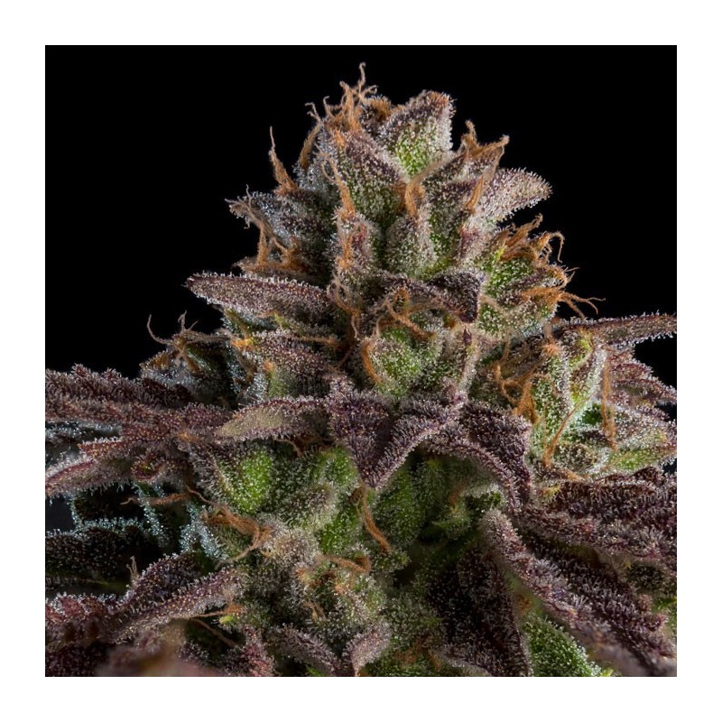 KMINTZ · Ripper Seeds · kenevir tohum · Fem