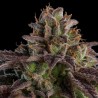 KMINTZ · Ripper Seeds · kenevir tohum  · Fem