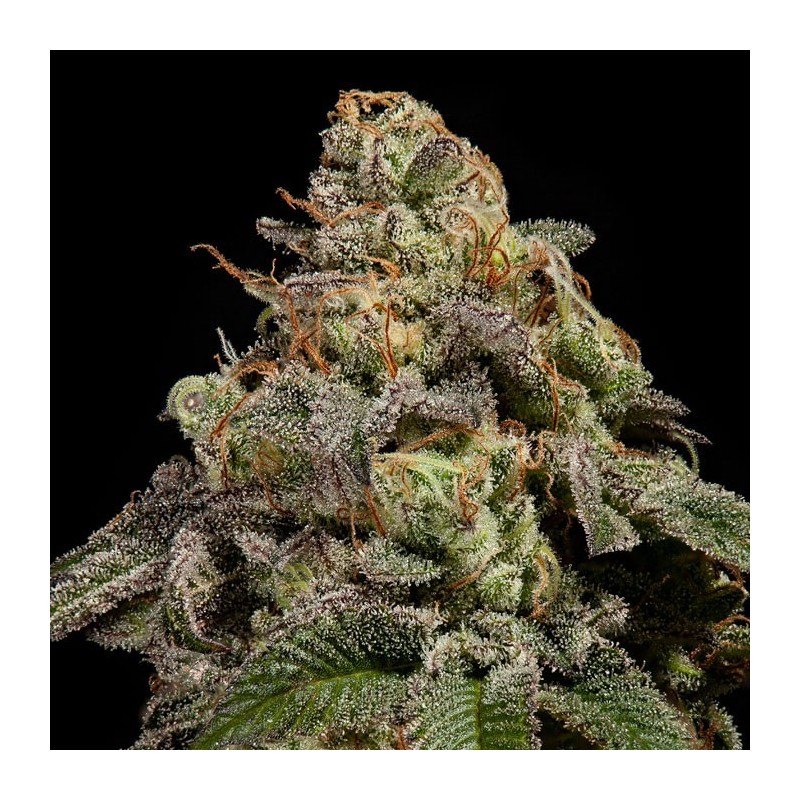 OMG · Ripper Seeds · kenevir tohum · Fem