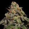 OMG · Ripper Seeds · kenevir tohum  · Fem