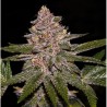 RADICAL JUICE · Ripper Seeds · kenevir tohum  · Fem