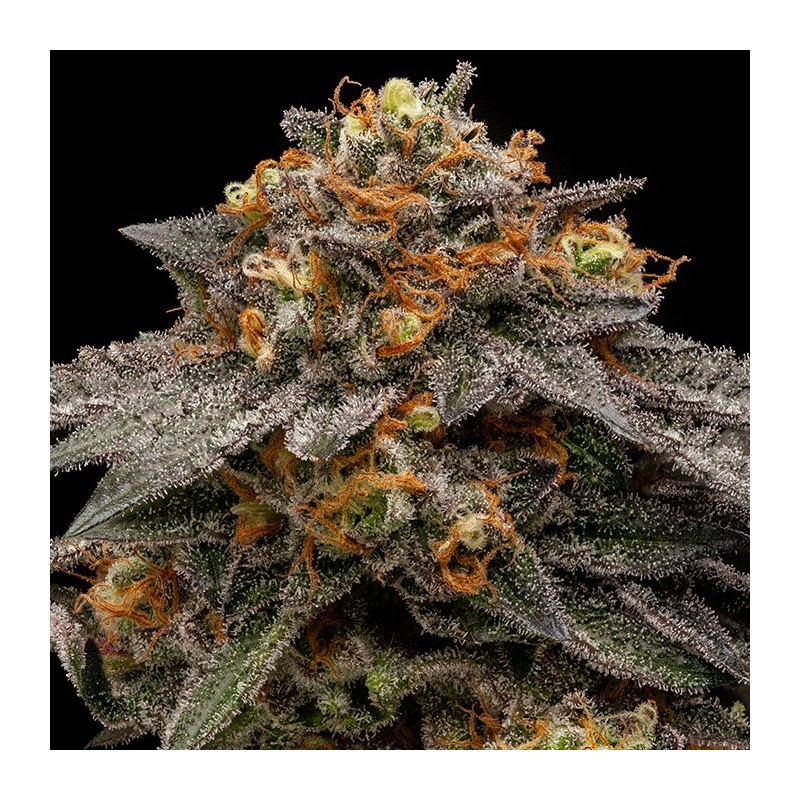 SHIMO · Ripper Seeds · kenevir tohum  · Fem